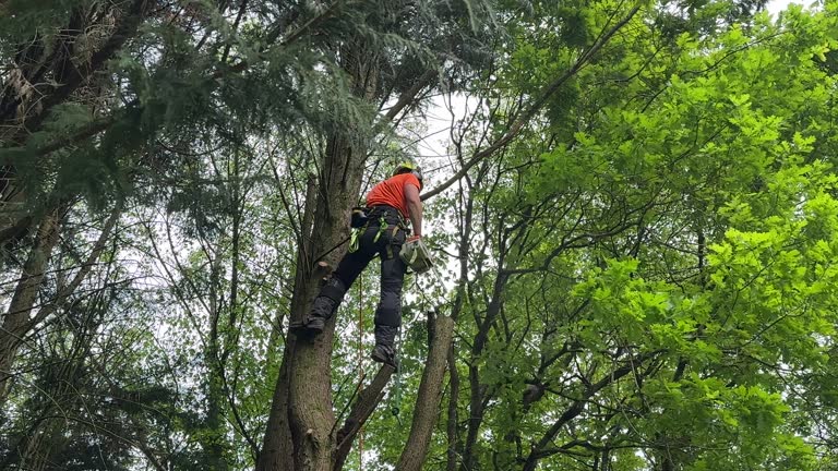 Best Emergency Tree Removal  in Woodsville, NH