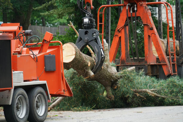 Best Utility Line Clearance  in Woodsville, NH