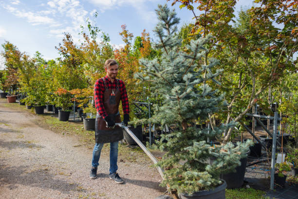 Woodsville, NH Tree Services Company